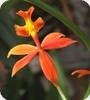 Epidendrum ibaguense Vermelho